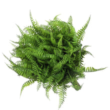 Load image into Gallery viewer, Artificial Boston Ferns Dark Green Real-Touch