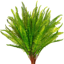 Load image into Gallery viewer, Boston Ferns