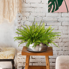 Load image into Gallery viewer, Fake Boston Ferns Pot