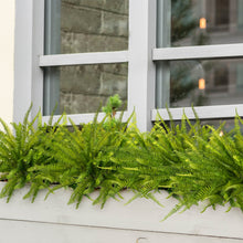 Load image into Gallery viewer, Sun Resistant Boston Ferns Windowsill